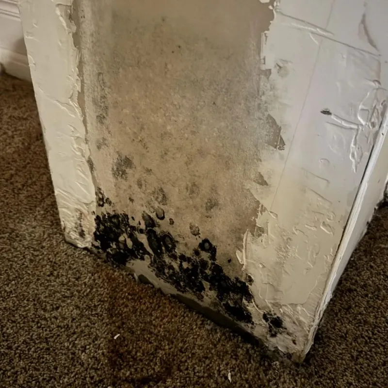 Professional Mold Removal in Lexington, MI